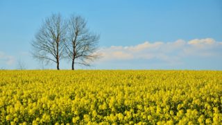 Report: EU policies undermined the farming of oilseed rape in Europe