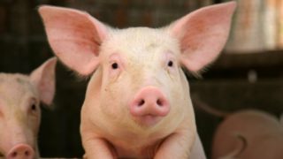 Standard pig price increases after 16 weeks in decline