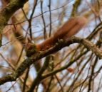 Non-native conifer plantations  may negatively impact red squirrels – study