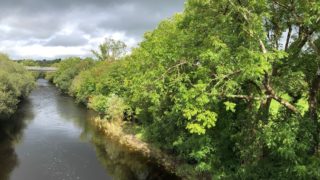 New campaign to stop alien species threatening Irish waterways