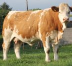 NI-bred Simmental stock are ‘first choice’ for Swiss and German customers