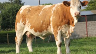 NI-bred Simmental stock are ‘first choice’ for Swiss and German customers