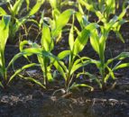 Agri ministers to discuss soil quality and land use at global forum