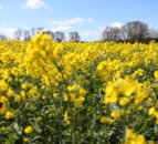 PDA updates fertiliser recommendations for oilseed rape
