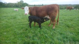 New suckler payment for Northern Ireland could be worth up to £160/cow