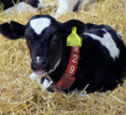 Training webinar to focus on rearing better heifers