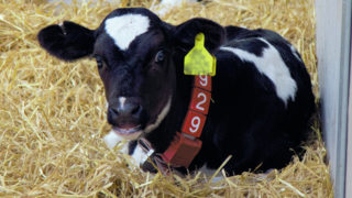 Training webinar to focus on rearing better heifers
