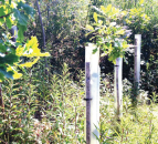 FLS to introduce biodegradable tree shelters