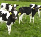 National Youngstock Conference to focus on breeding, nutrition and health