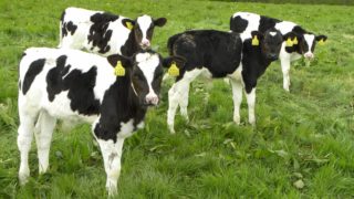 Great British Calf week returns this month