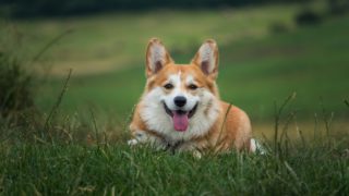 Animal welfare needs joined-up response amid rehoming crisis – Sugden