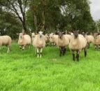 Non-intensive farming a 'key part' of fixing food system problems