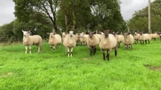 Export markets a key priority for beef and lamb in NI