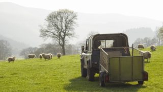 Welsh sheep and goat farmers reminded to submit inventory