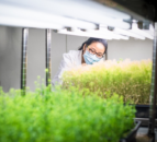 New powers to research gene editing in plants