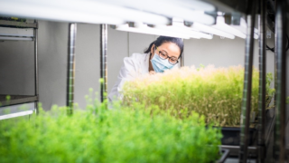New powers to research gene editing in plants