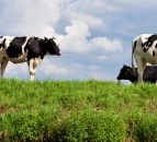 Survey highlights importance of local abattoirs