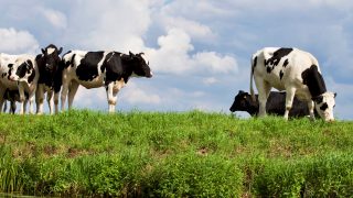 Greater consideration needed regarding Welsh farms – report