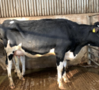 Lively trade at Taaffe Auctions’ first spring sales
