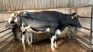 Lively trade at Taaffe Auctions’ first spring sales