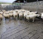 Exports of sheepmeat from the UK fall 12% in October