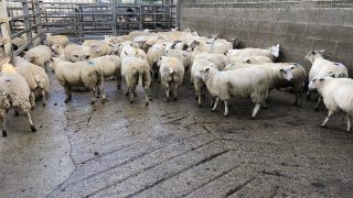 Exports of sheepmeat from the UK fall 12% in October