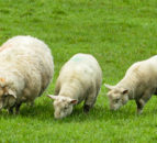 The challenge of sheep scab in Northern Ireland