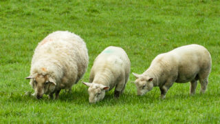 Conference told of benefits of data recording in sheep management