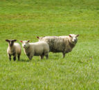 Moredun to lead development of sheep parasite vaccine