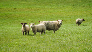 New blood test fuels expectation that sheep scab can be eradicated