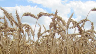 UN Food Price Index: Quotations for oils, meat and dairy rise