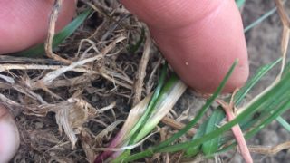 Could you identify perennial ryegrass within a sward?