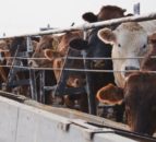 U.S to provide $215m in grants to expand meat and poultry sectors