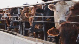 U.S to provide $215m in grants to expand meat and poultry sectors
