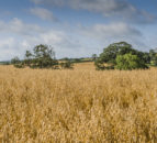White’s Oats receives new £5m deal with Aldi