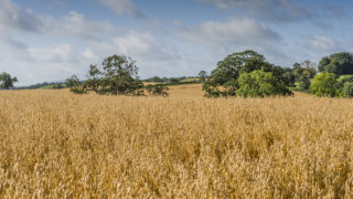 White’s Oats receives new £5m deal with Aldi
