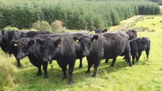 NI beef and sheep industry left in ‘state of deep shock’