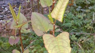 Research: Prevention measures for invasive species could save ‘trillions’