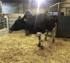Dairy sales: Strong demand among northern buyers