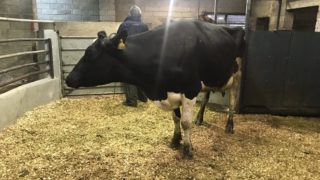 Dairy sales: Strong demand among northern buyers