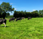 GDT continues strong momentum with 4% increase