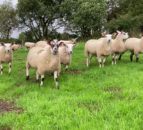 Scottish ag bill means the 'long wait for clarity' is over for livestock sector - NSA