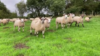 Developing effective grassland management systems for sheep