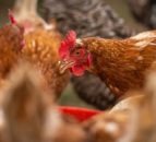 UK self-declares itself free from bird flu