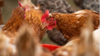 Bird flu: Chief vet warns against complacency with biosecurity