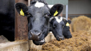 Farming must have ‘zero tolerance’ for animal cruelty
