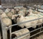 GB hogget prices fall below Feb 2021 rates