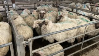 GB hogget prices fall below Feb 2021 rates