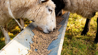 Farm clusters deliver a coordinated response to sheep scab
