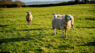 Silvopasture should not be overlooked as grazing option for sheep